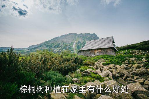 棕桐，棕桐树种植在家里有什么好处