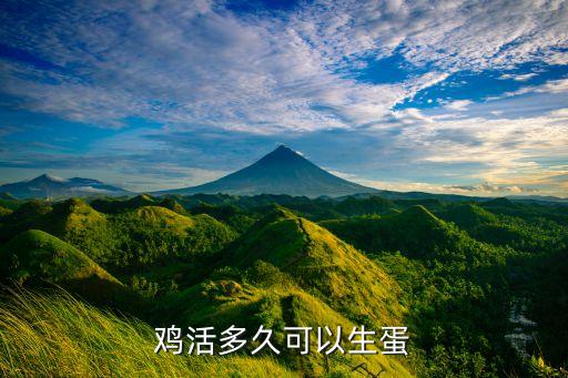鸡活多久可以生蛋