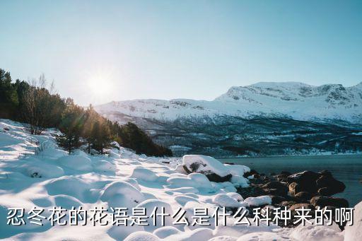 忍冬花的花语是什么是什么科种来的啊