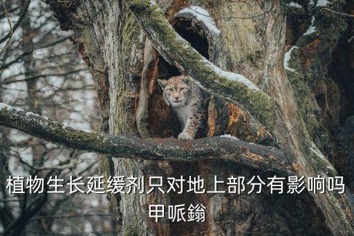 甲哌鎓，甲哌鎓的介绍