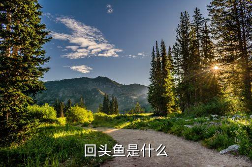 回头鱼，洞庭湖的回头鱼究竟是一种什么鱼