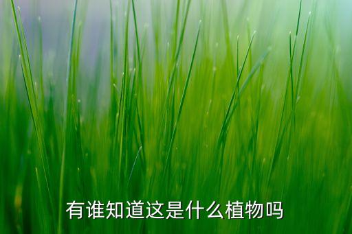 有谁知道这是什么植物吗
