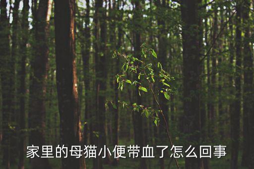 家里的母猫小便带血了怎么回事