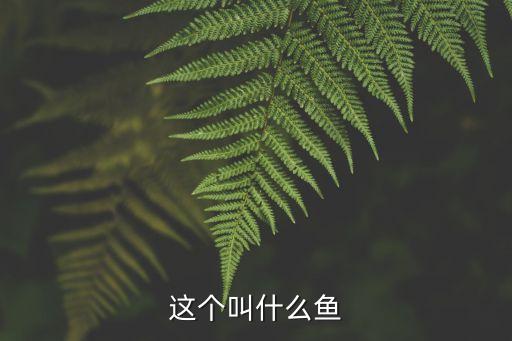 鲦鱼，翘嘴的别名是餐条么