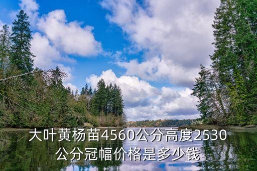 大叶黄杨苗4560公分高度2530公分冠幅价格是多少钱