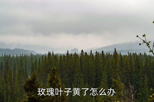 玫瑰叶子，玫瑰的叶子是怎样的