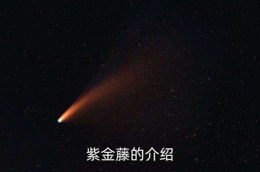紫金藤的介绍