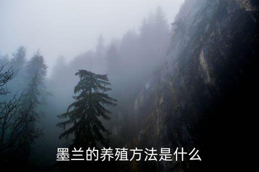 墨兰的养殖方法和注意事项，墨兰的养殖方法是什么
