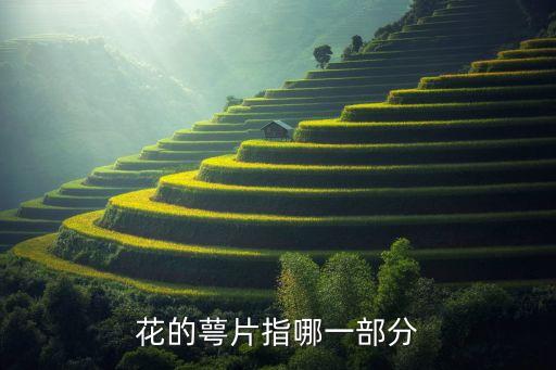 花的萼片指哪一部分