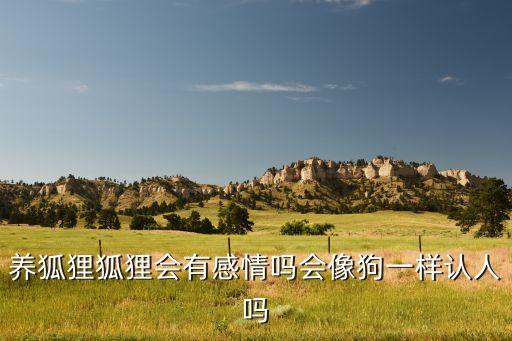 可以养狐狸吗，养狐狸好养吗销路好销售吗