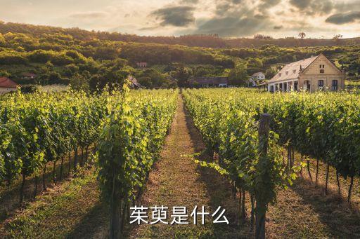 茱萸是什么