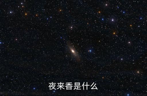 夜来香是什么