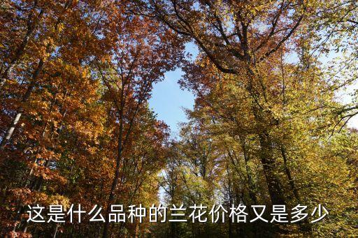 这是什么品种的兰花价格又是多少