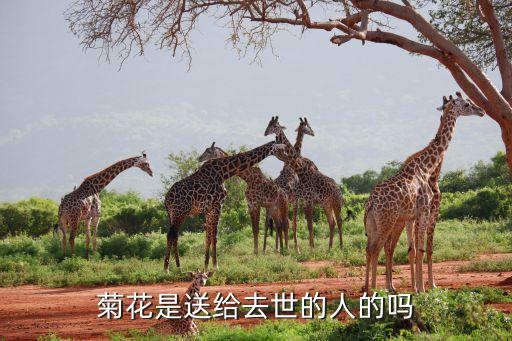 非洲菊是送给死人的吗，非洲菊能送过世的老人吗