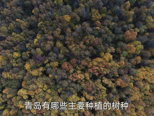 行道树有哪些，青岛有哪些主要种植的树种