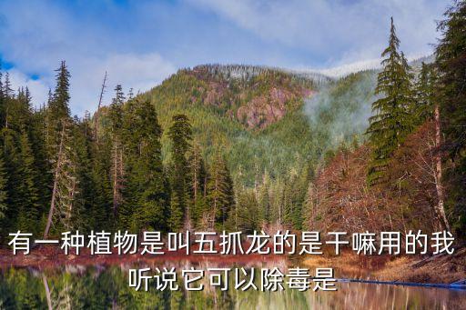 五爪金龙花，这是什么花