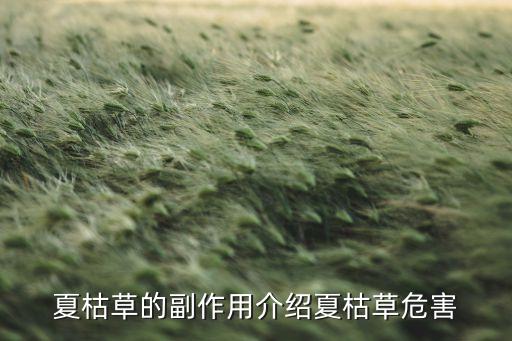夏谷草，夏枯草的功效与作用