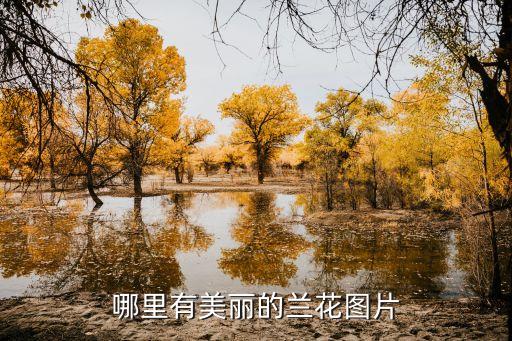 兰花草图片，兰的图片