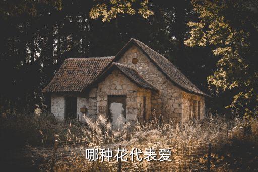 哪种花代表爱