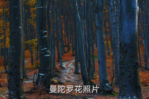 曼陀罗花照片