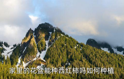 家里的花盆能种西红柿吗如何种植