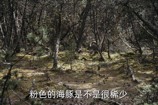 粉色的海豚是不是很稀少