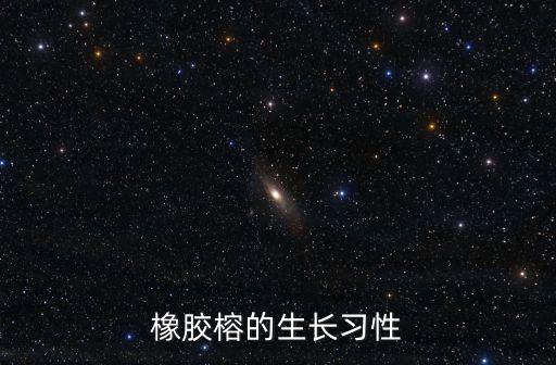 橡胶榕，印度榕橡胶榕橡皮树这三种是同一种树吗