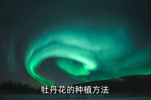 牡丹花种植技术，怎样种植地栽牡丹花