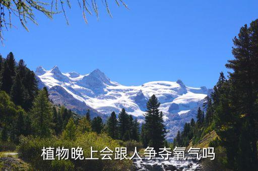 晚上植物是否和人抢氧气，植物晚上会跟人争夺氧气吗
