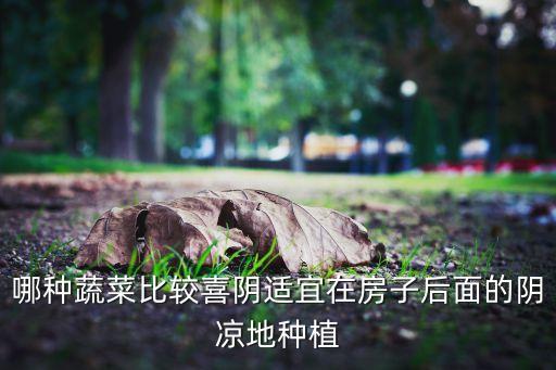 哪种蔬菜比较喜阴适宜在房子后面的阴凉地种植