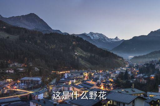 八瓣梅，这是什么野花