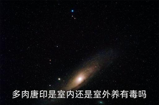 多肉唐印是室内还是室外养有毒吗