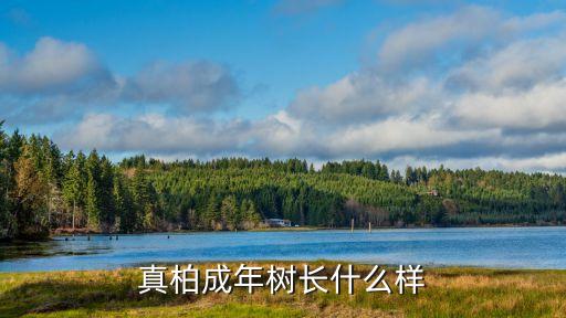 真柏，请教真柏的养护