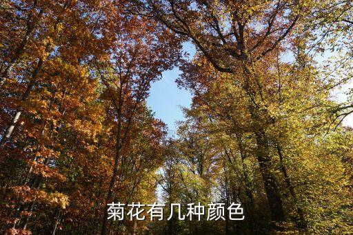 菊花颜色，菊花开的花有哪几种颜色