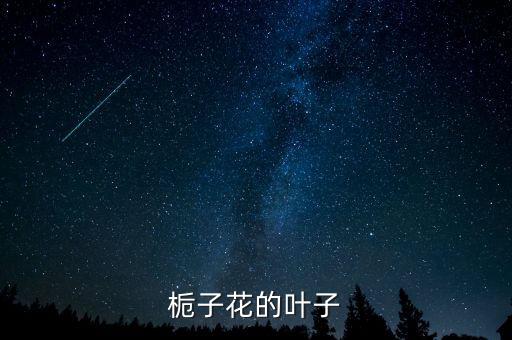 栀子花的叶子