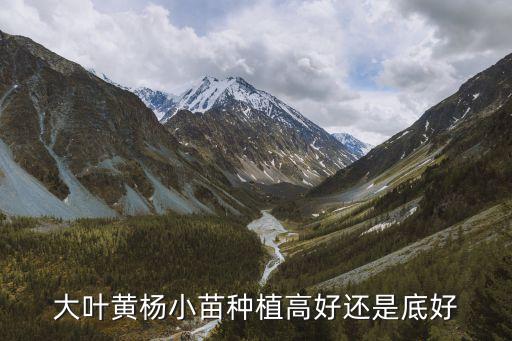 大叶黄杨苗，大叶黄杨50公分的工程苗多少钱一根