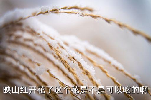 映山红开花了这个花是不是可以吃的啊