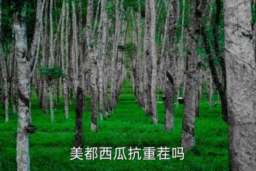 美都西瓜，美都西瓜种这么贵西瓜也裂果吗