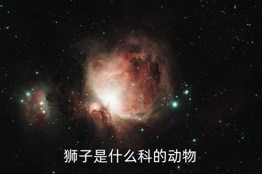 狮子是什么科的动物