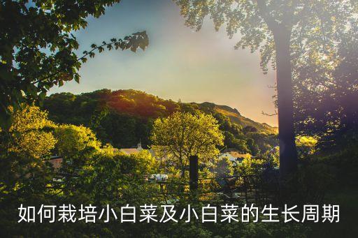 如何栽培小白菜及小白菜的生长周期