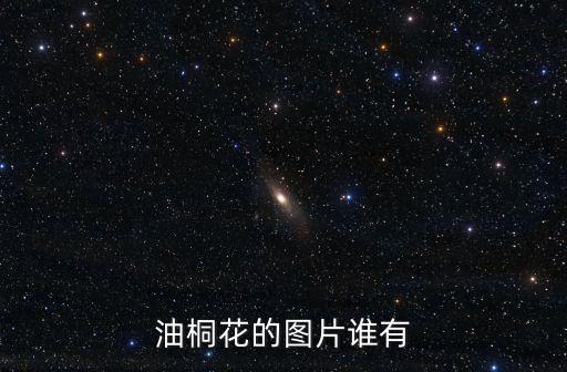 梧桐树花图片，梧桐树花的图片
