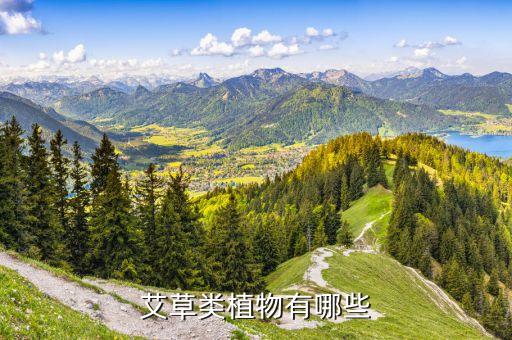 艾叶有几种，艾草有几个品种