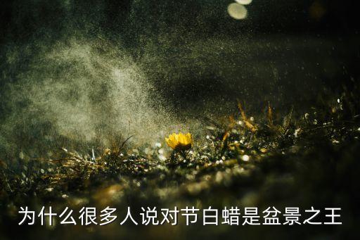 为什么很多人说对节白蜡是盆景之王