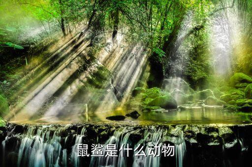 鼠鲨目，鼠鲨目的介绍