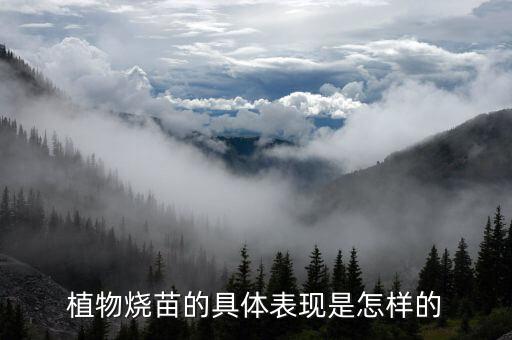植物烧苗的具体表现是怎样的