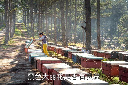 黑色大礼花，黑色大丽花是否有灵异