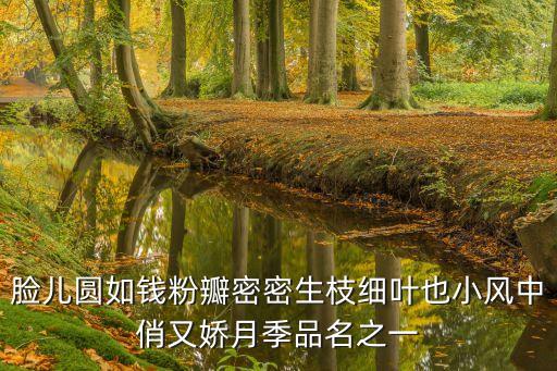 脸儿圆如钱粉瓣密密生枝细叶也小风中俏又娇月季品名之一