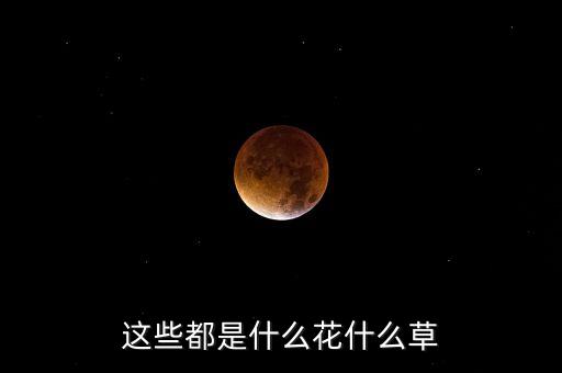 地黄草图片，春天开紫色花根似人参多年生宿根草本植物