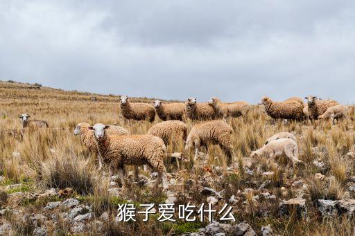 猴子喜欢吃什么，猴子爱吃什么