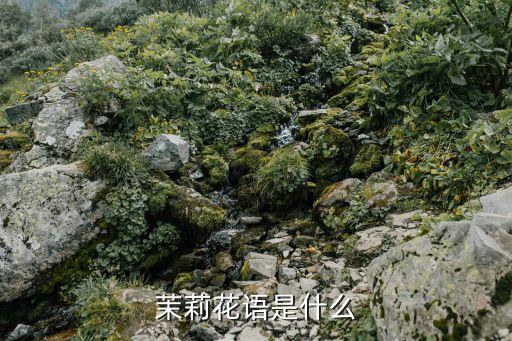 茉莉花语是什么